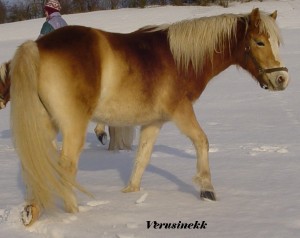 Obrazek