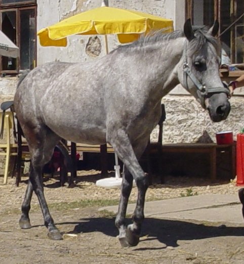 Obrazek
