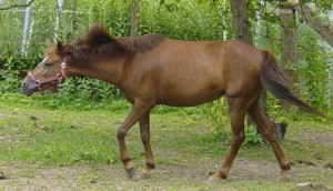 Obrazek